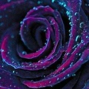 Meet your Posher, Peggy